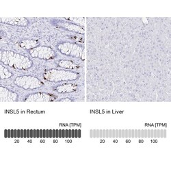 CrkRS Antibody, Novus Biologicals:Antibodies:Primary Antibodies